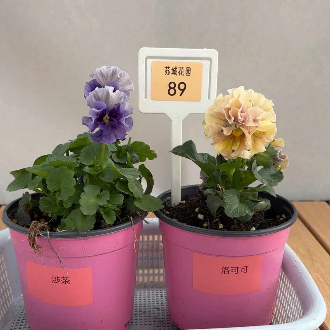 大部分开放少量花苞89