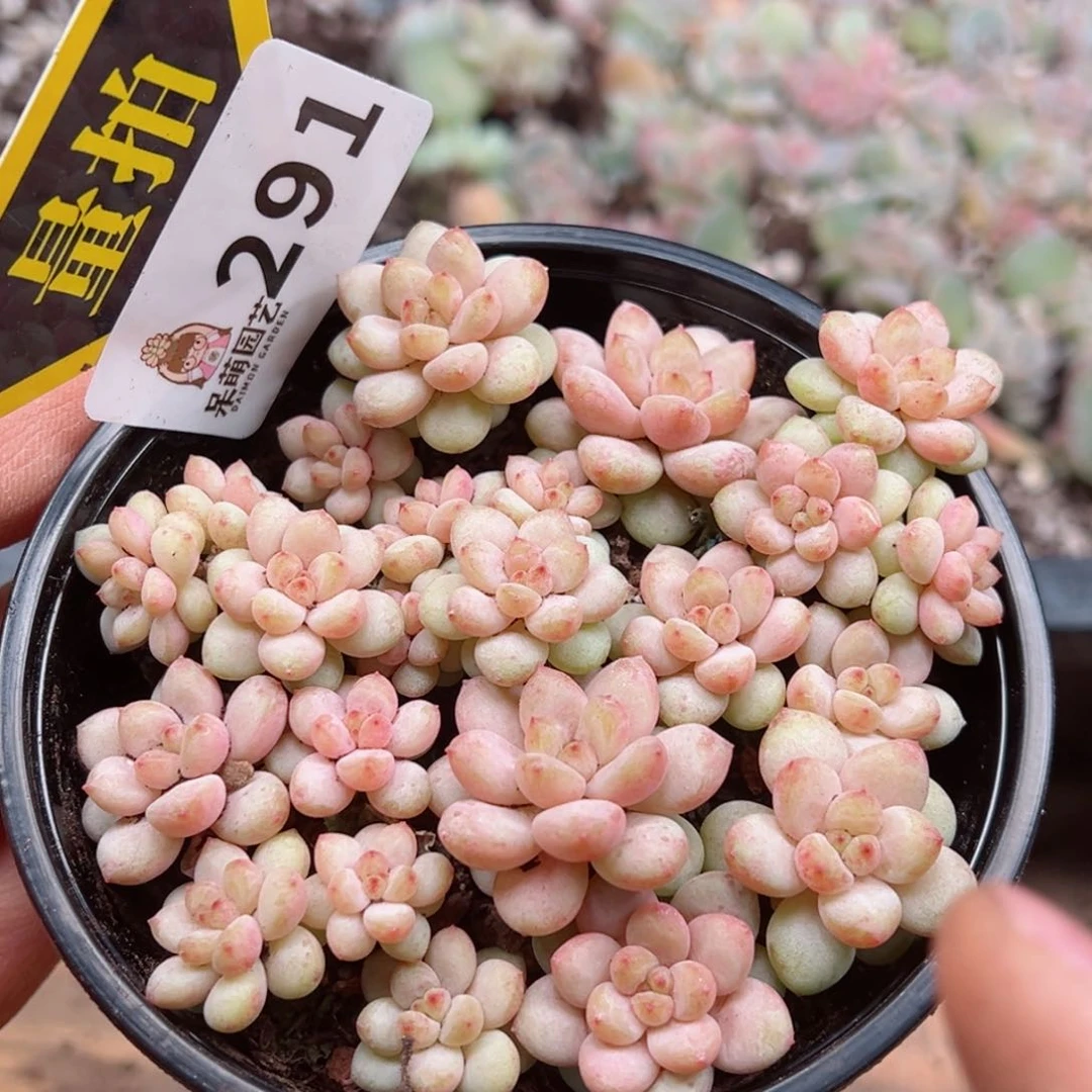 多肉植物多肉植物