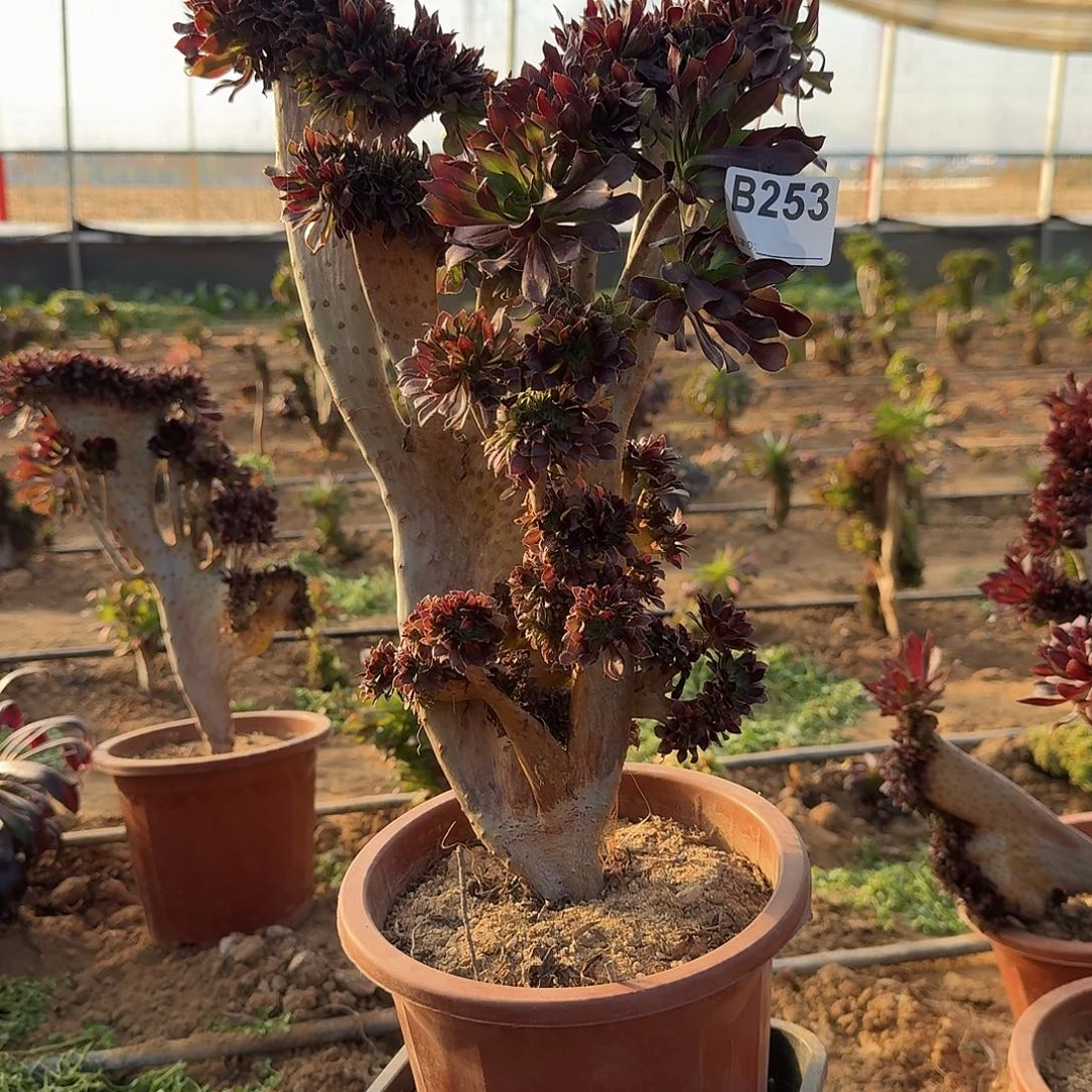 253黑法师一颗39高度