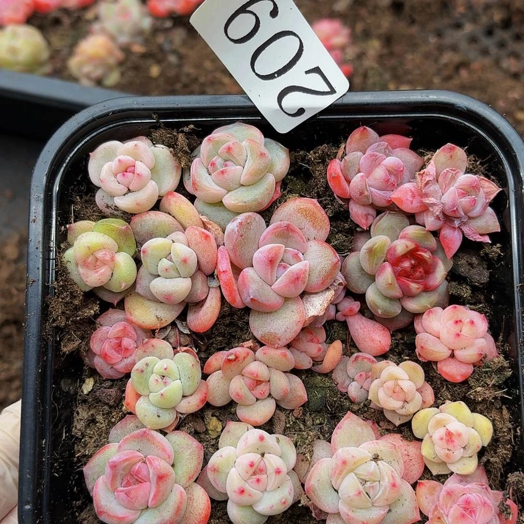 多肉植物多肉植物209