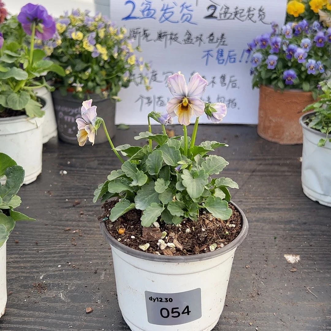 当前无花朵，栽培后可花朵054号