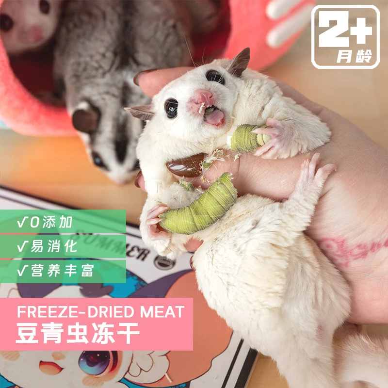 蜜袋鼯零食冻干豆青虫豆丹高蛋白增肥营养零食蜜袋鼬蜜袋鼠食品