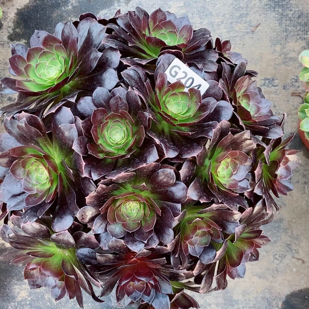 红陶204赤焰莲3多肉丛林