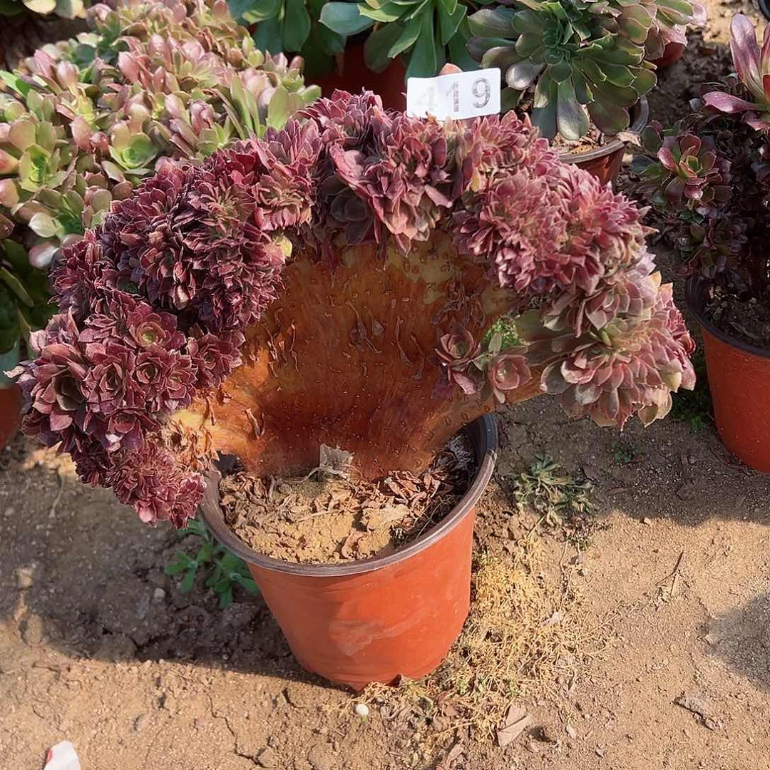 紫砂茶宠万缀老桩一颗419号