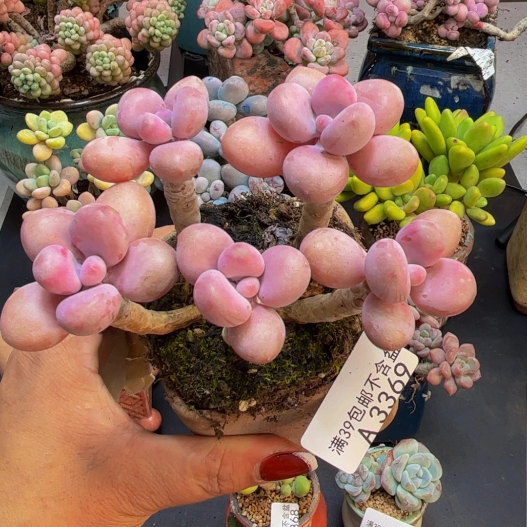 糖果桃蛋3369/9cm多肉