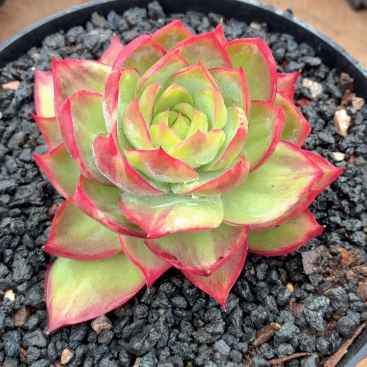 开播福利惊鸿仙子