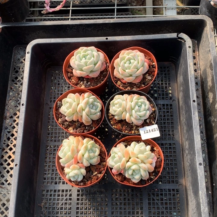 121421六个嗯嗯嗯嗯嗯嗯好