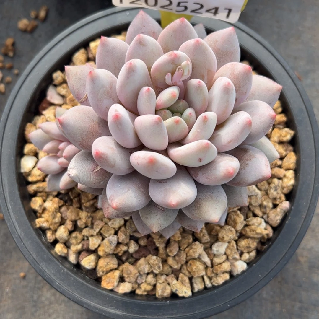 12025241 半夏美人双头全状态10厘米