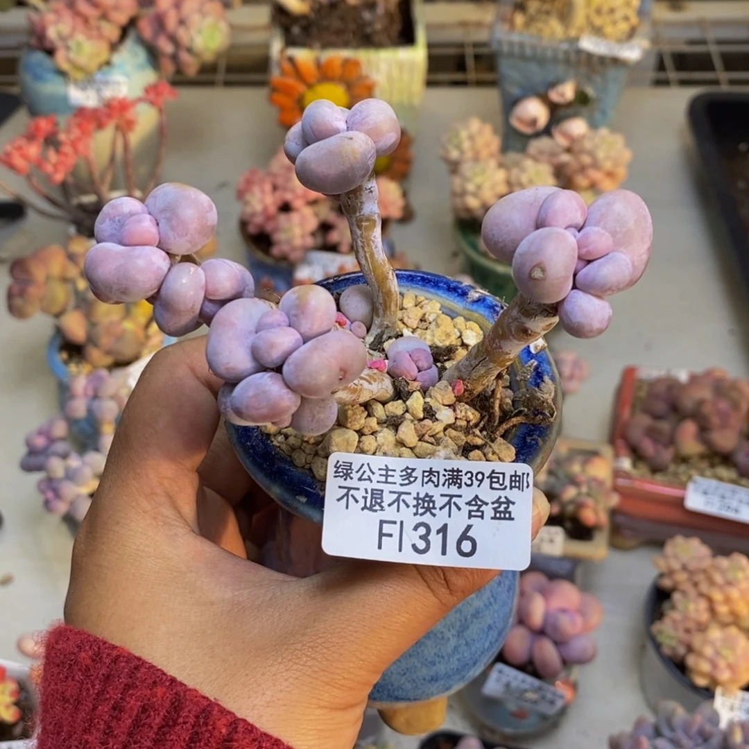 316芭比奶多肉7c m