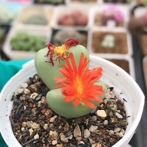 多肉肉锥 红少将