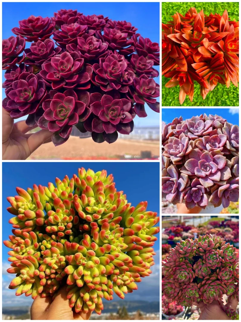 Y大巧克力组合【元旦迎新年宵纳福】多肉植物 带盆带土发货