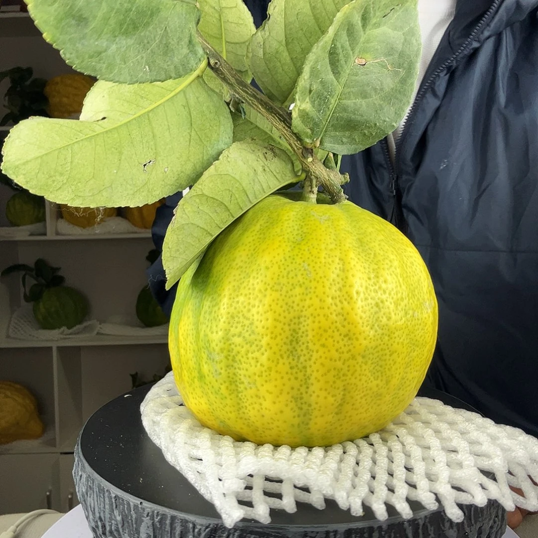 N***O香水柠檬云南高山大香橼