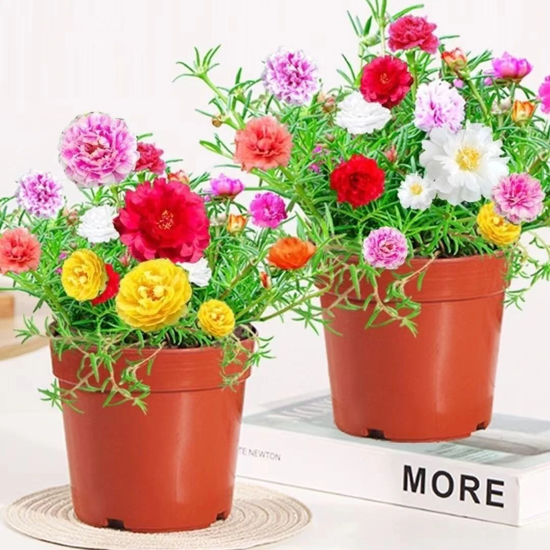 【带根带花苞】太阳花重瓣苗四季开花喜阳植物带花苞室内阳台室外