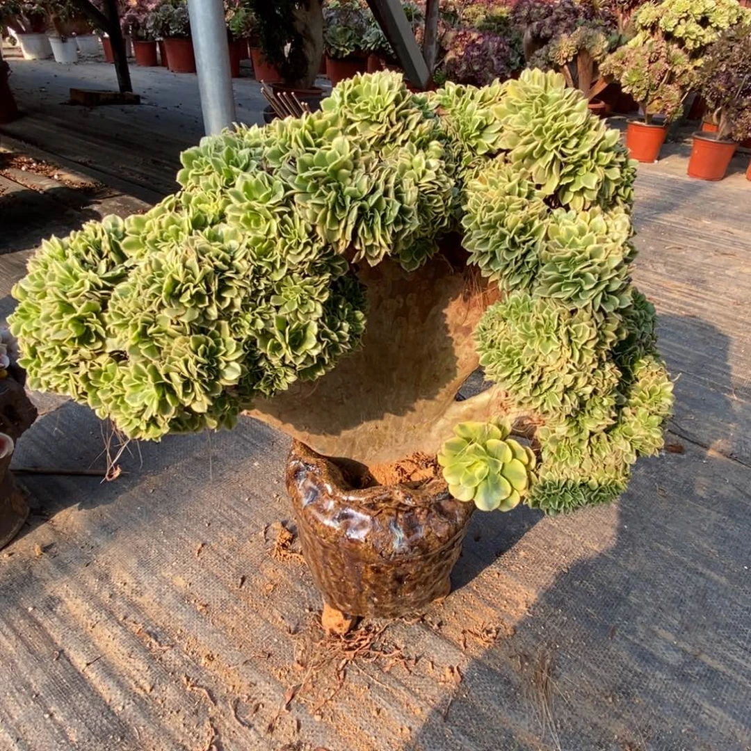 绿豆沙自然朵朵缀化