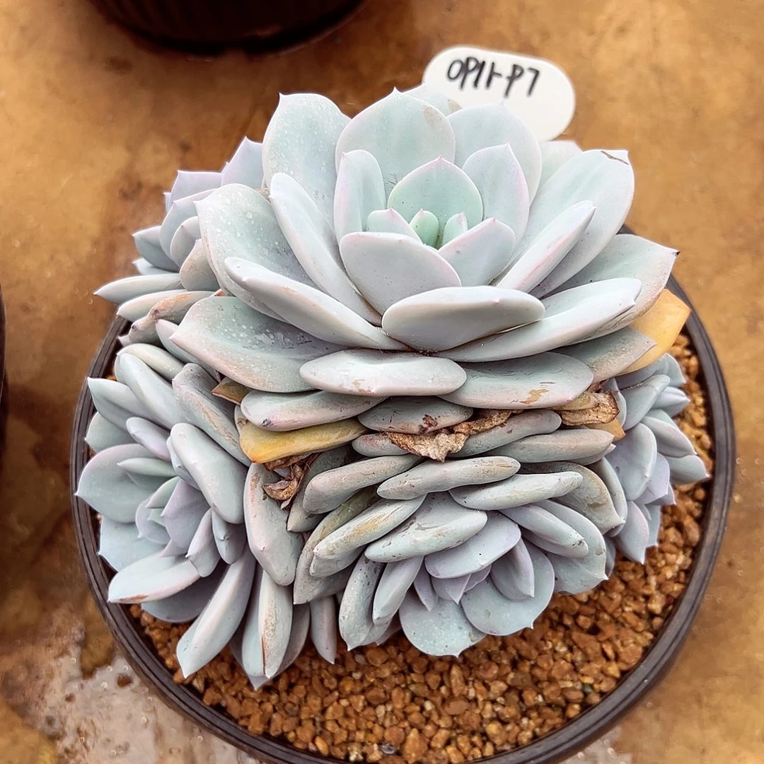 0911-97绝绝子奶茶