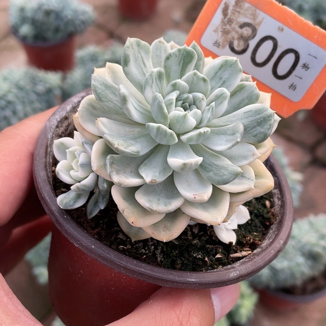 m***g300号多肉植物盆栽