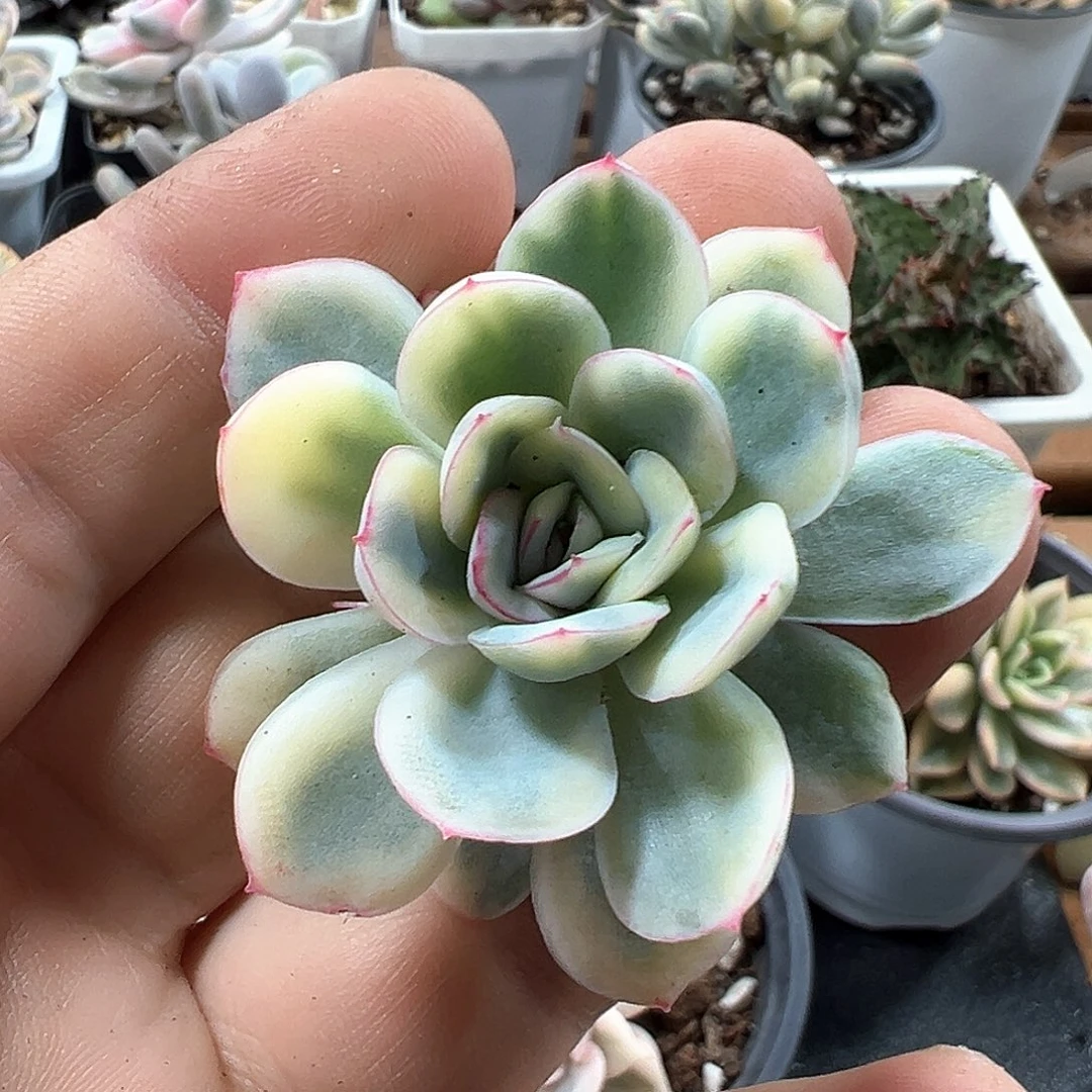 草莓冰锦 小方花圃一物一拍