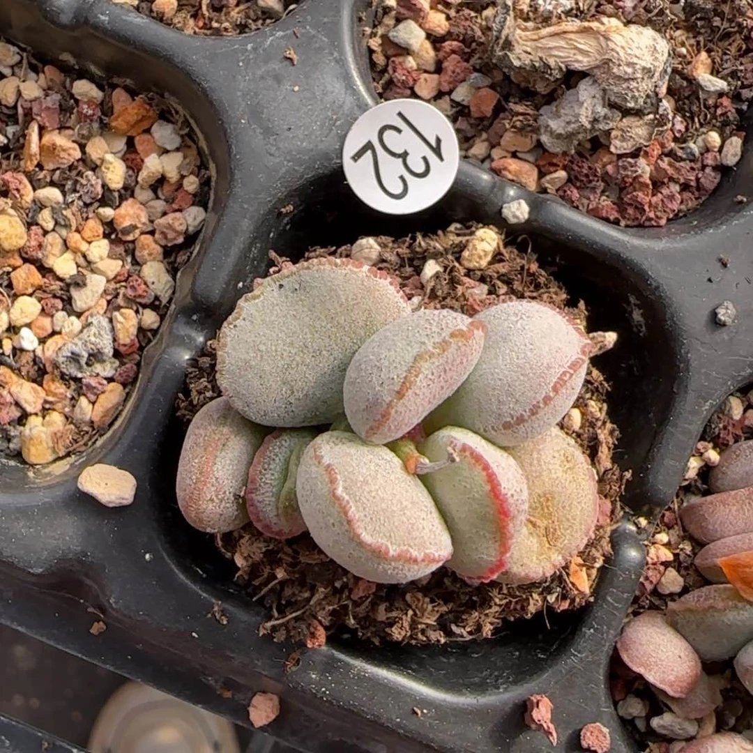 98号水泡多肉植物132