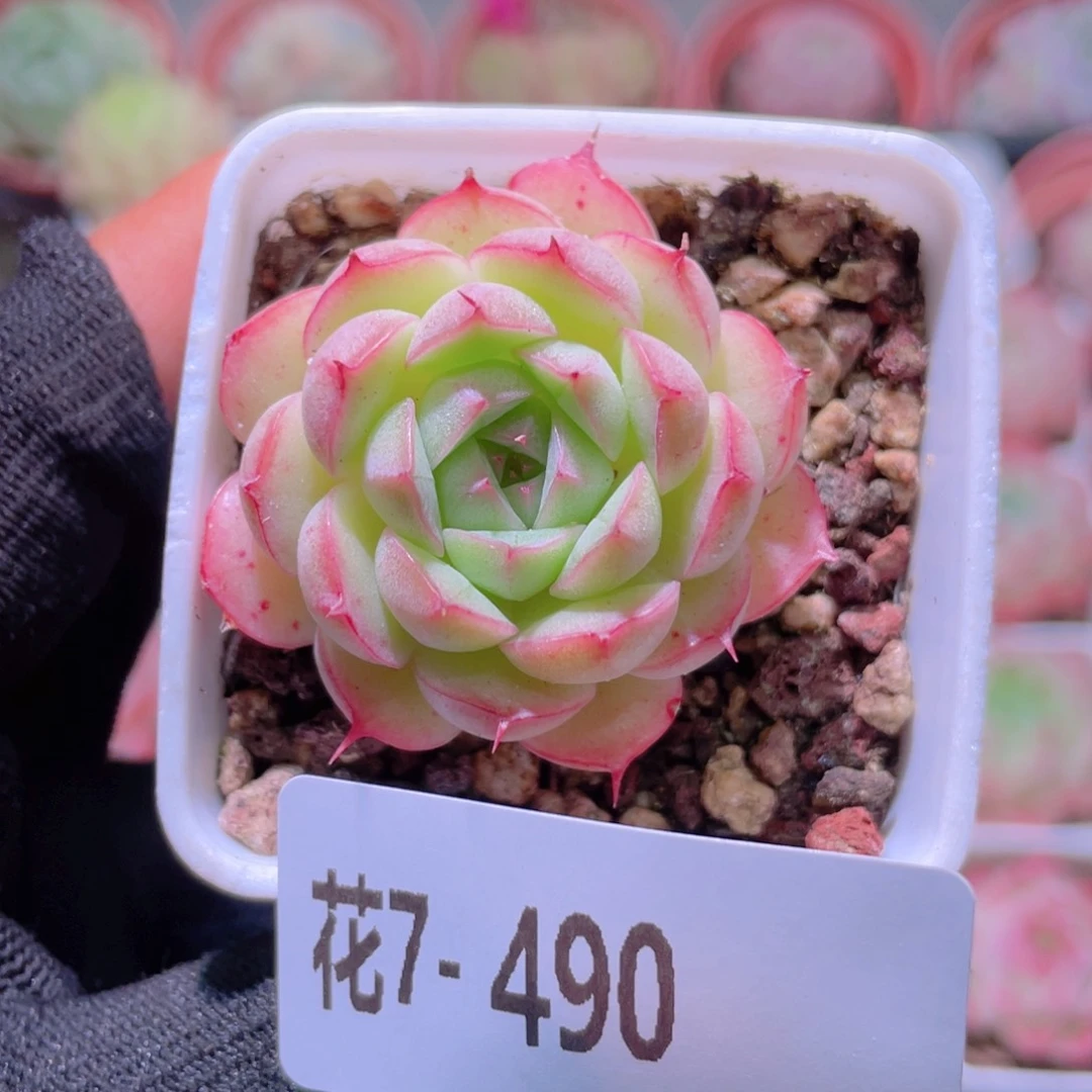 花利美7-490海王