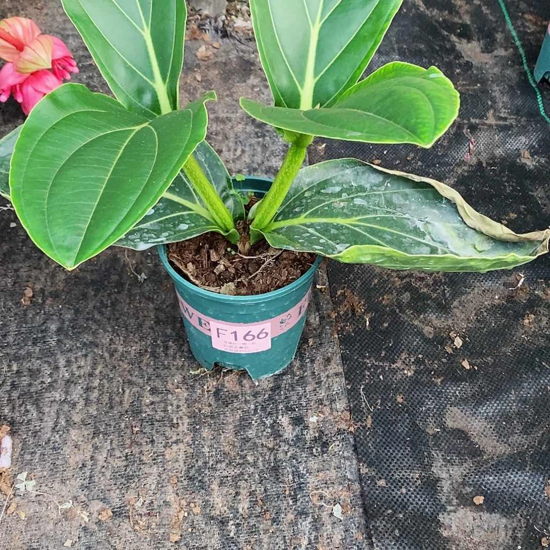 无花朵用****4木本花卉166叶损