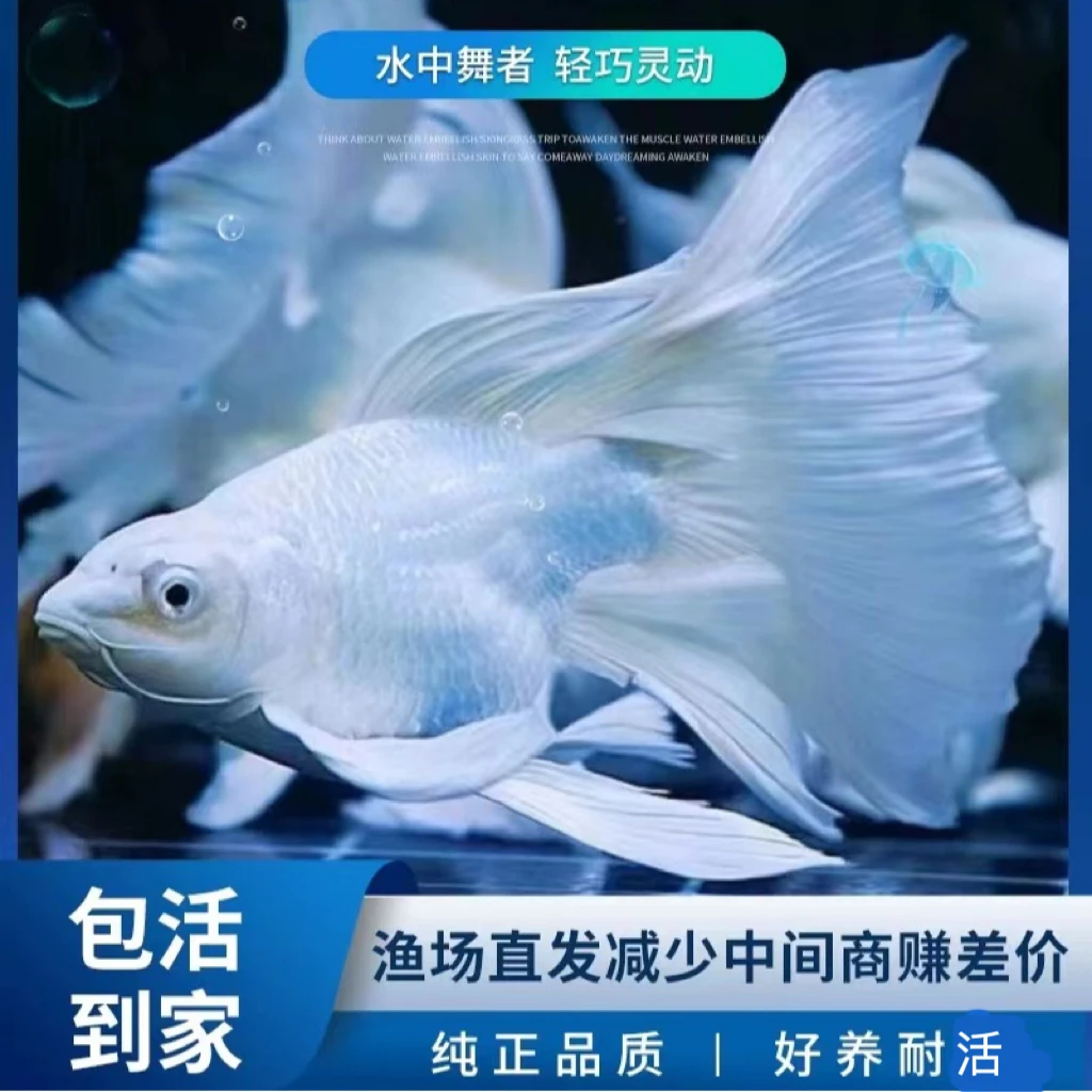 台湾蝴蝶鲤球体短身大鳍长尾冷水观赏鱼苗活体好养耐活