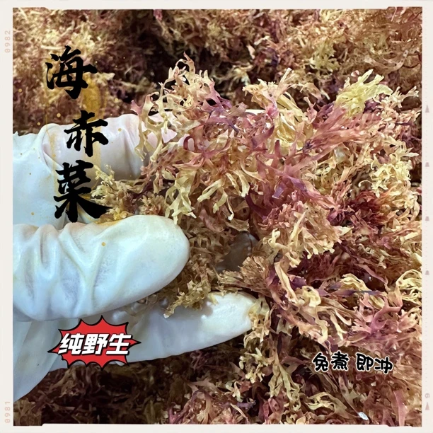 南澳海产干货赤菜海底燕窝多胶免煮直接冲泡50g海石花做法