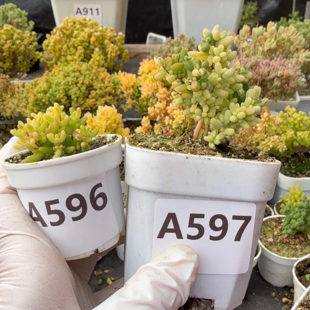 韩***诗A596糖球3号锦597米粒阴阳锦