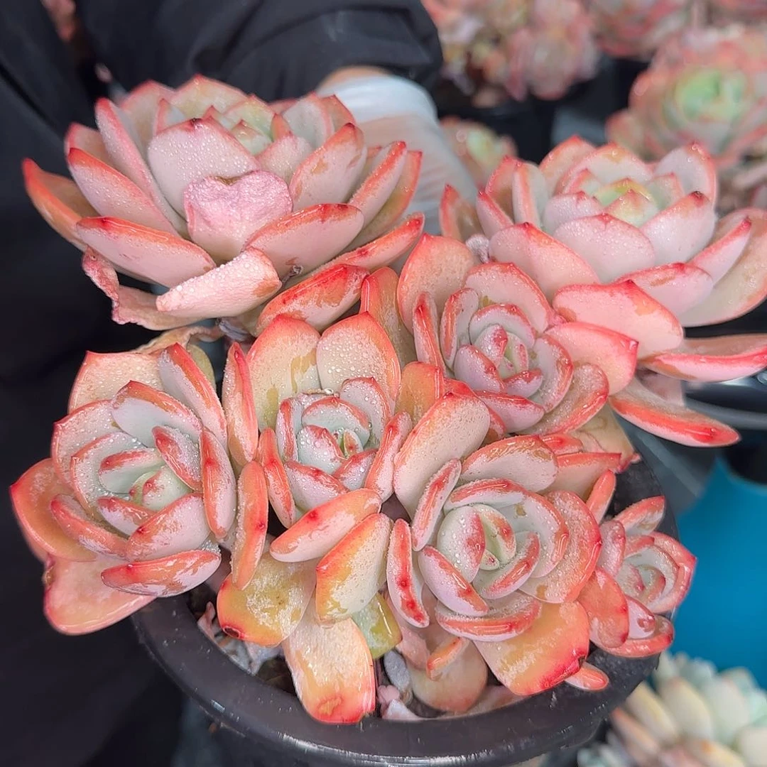 从前慢花园精选0126-白月光