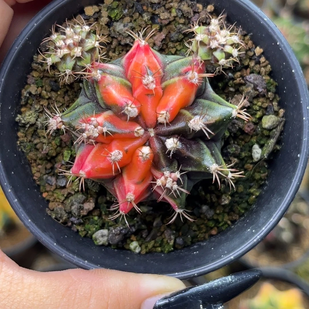 354 侧牙米哈 带盆土福利捡漏