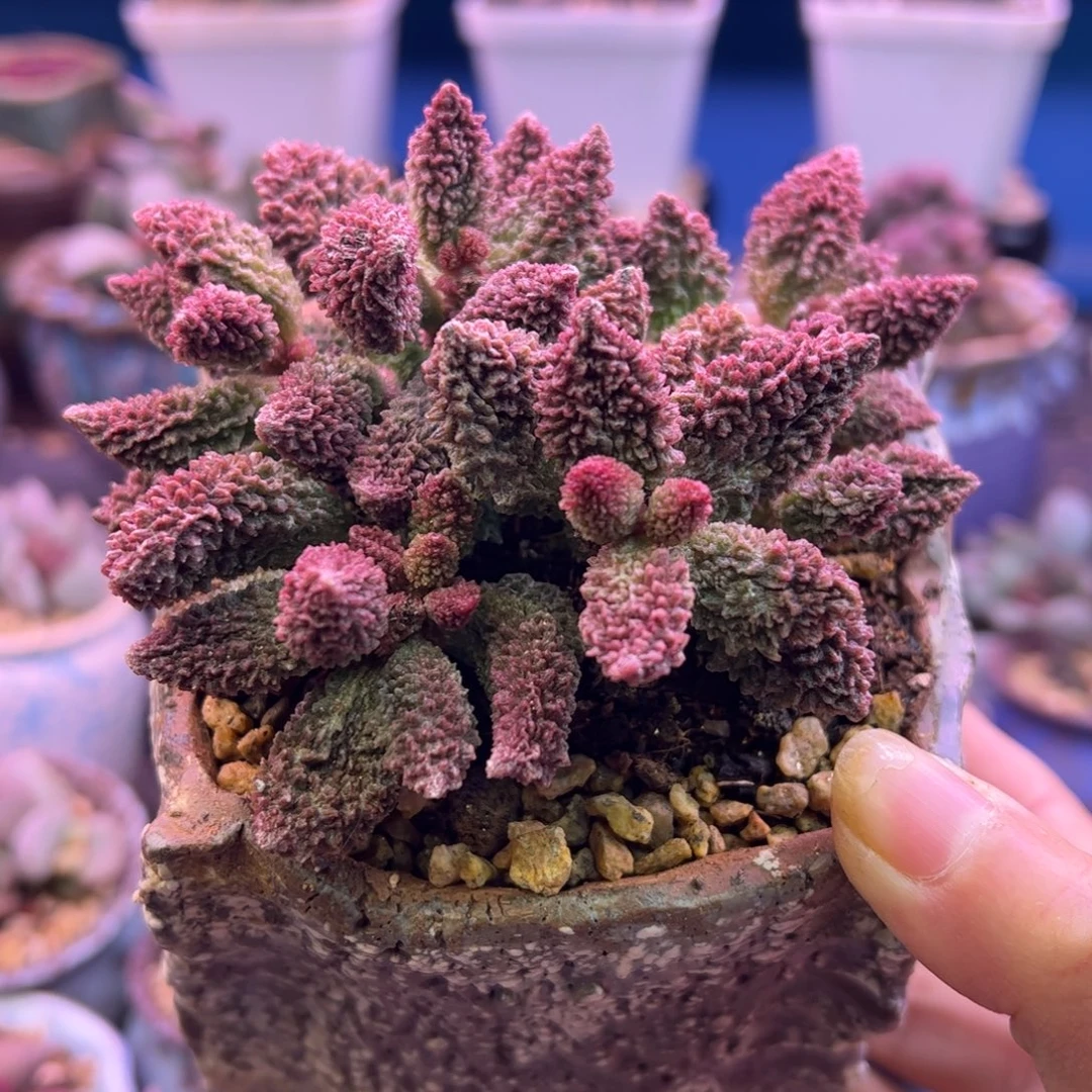 物***理你们都是我的朋友们都