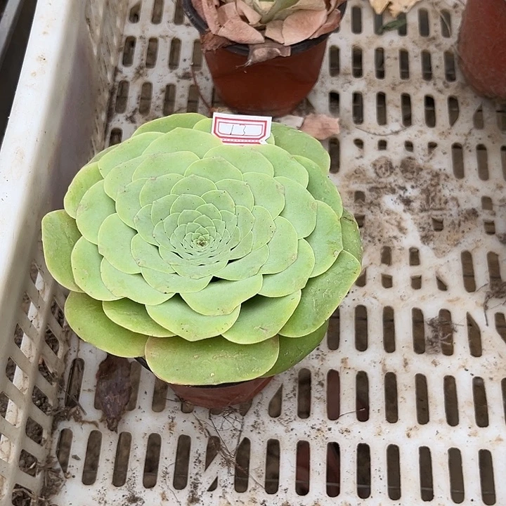 @**明盖帕玫瑰大单头的13