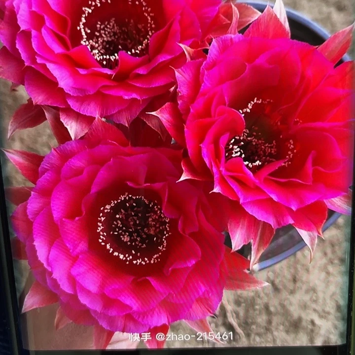 G8侧芽歪4-5满18包邮