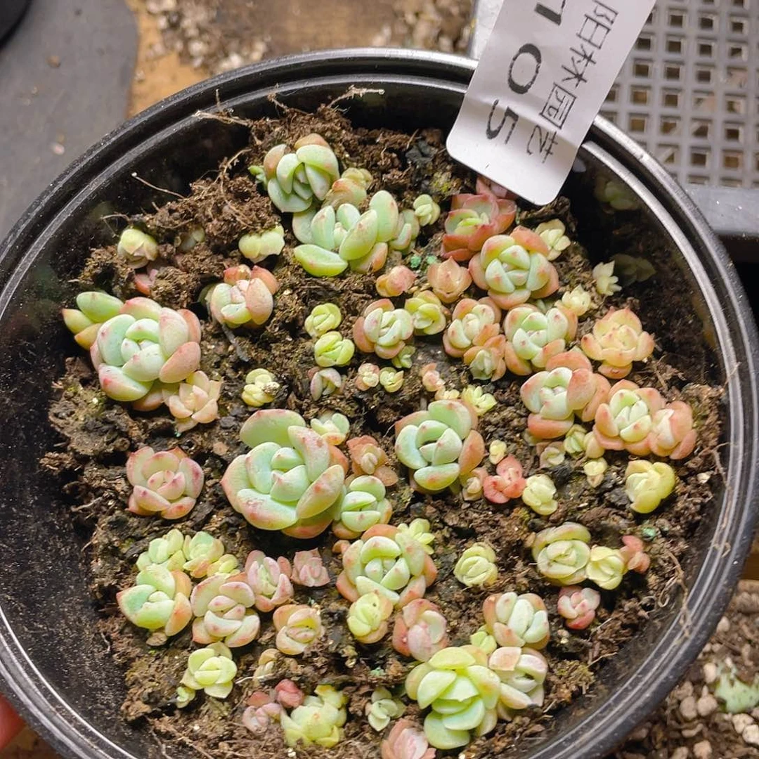多肉植物多肉植物105