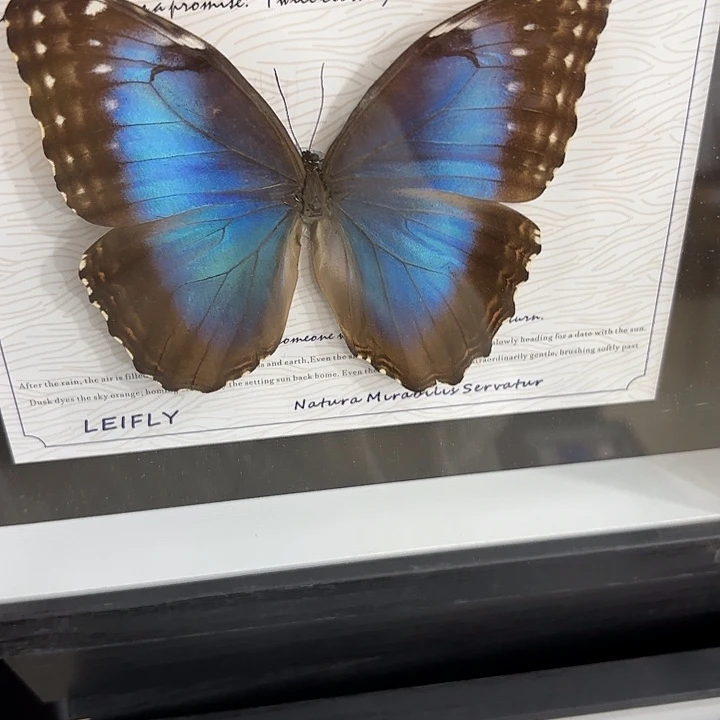 喵***拉蝴蝶标本定制677@