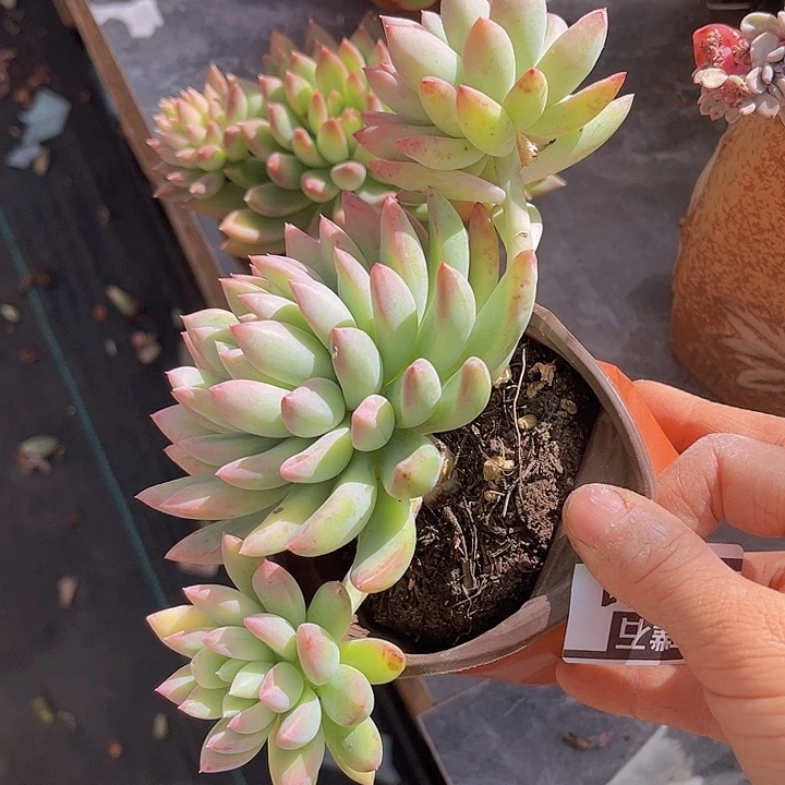 冰心公主14111多肉植物