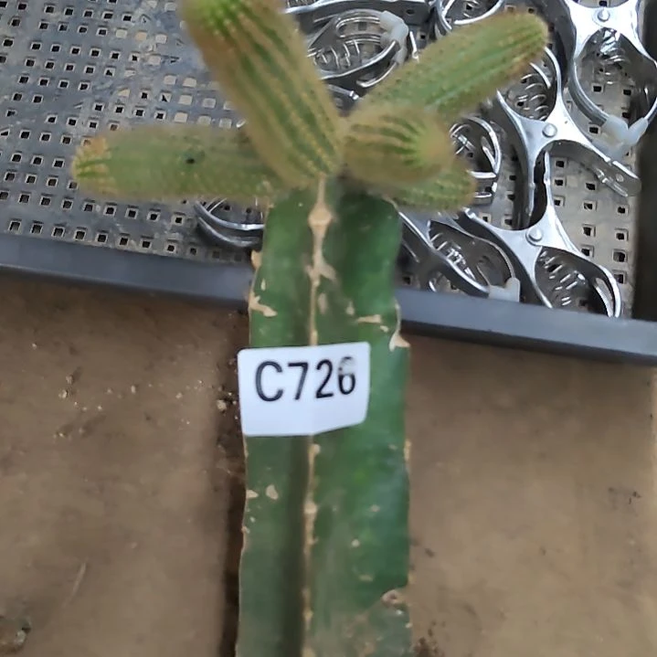 极*福袋礼品金妞726