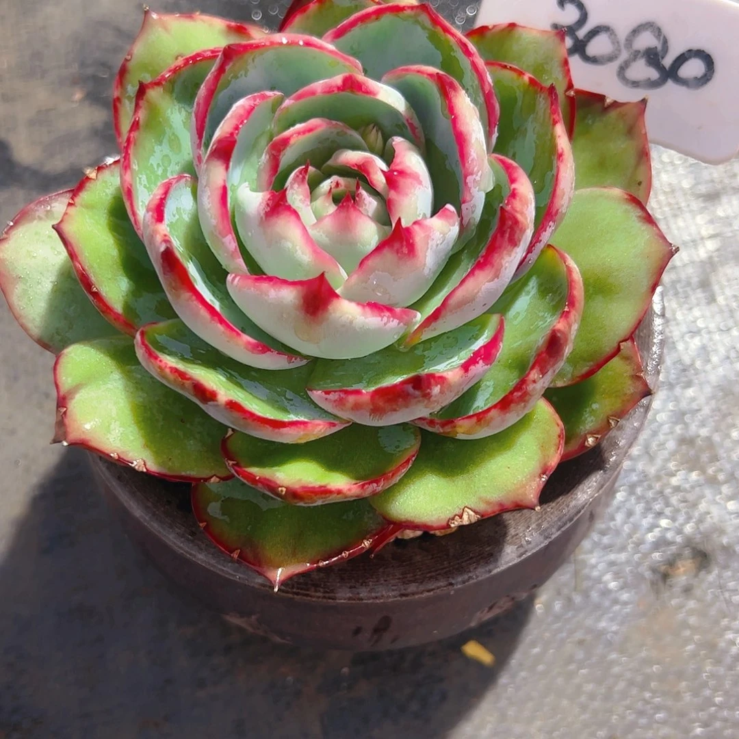 尛*孽惊鸿仙子一物一拍3080号