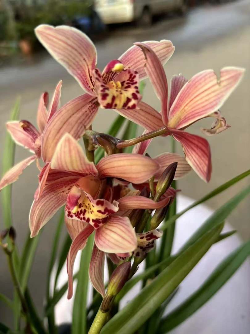 老黑家的蕙兰【台北仙子】浓香型室内好养活绿植蕙兰