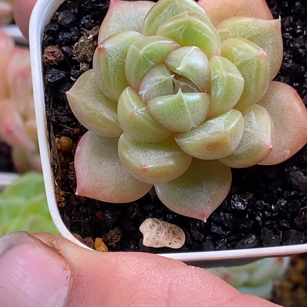 天官赐福百无禁忌