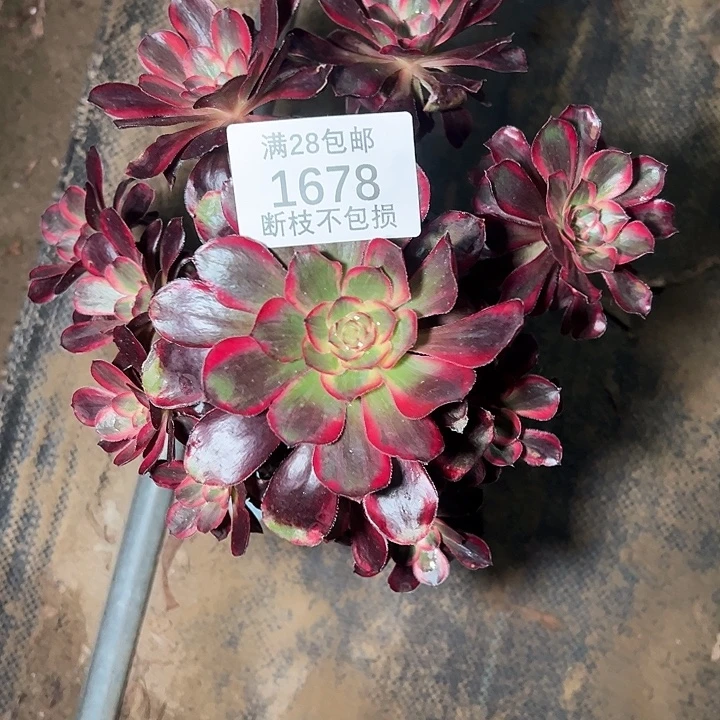 1678香奈尔多肉植物