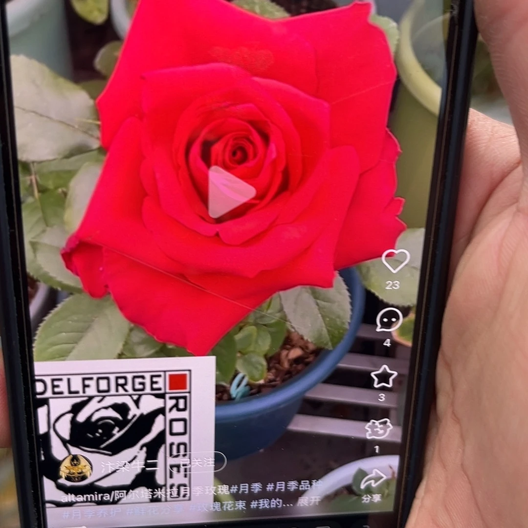 无花朵———阿尔塔米拉 福利款