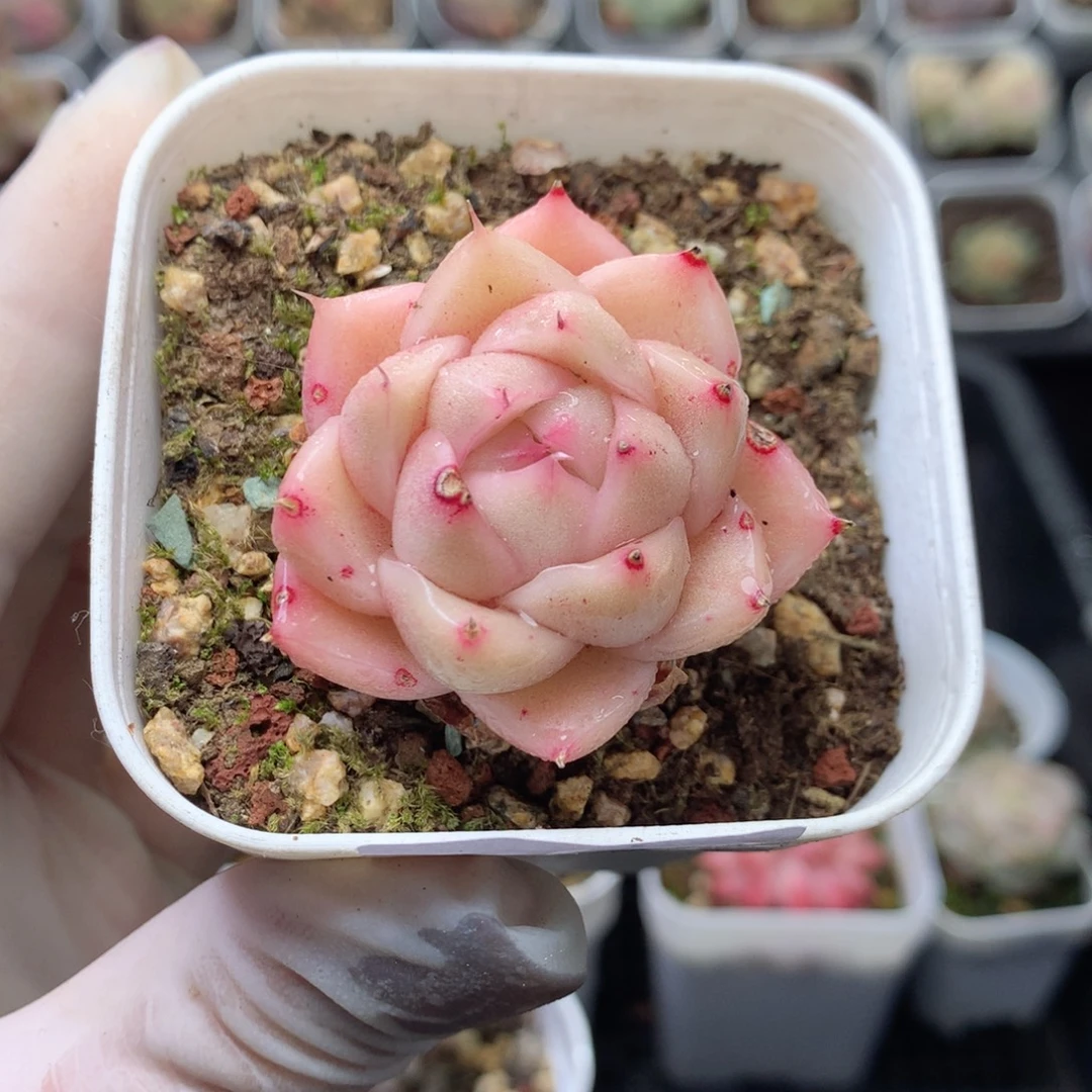 无花朵T87月英语英语