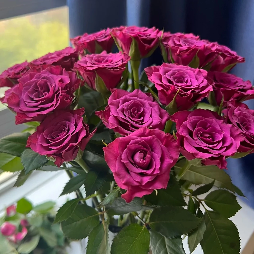 【3颗包邮】新品蓝莓 切花玫瑰花苗蓝莓之夜大花浓香盆栽勤花耐热