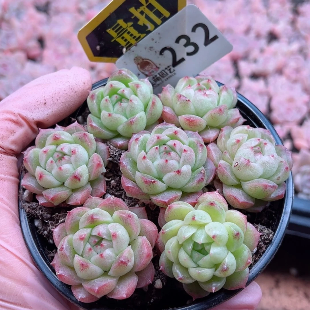 多肉植物多肉植物