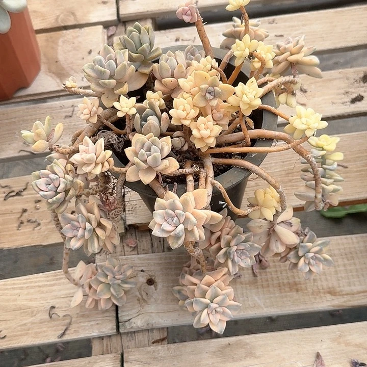美杏锦老桩福利不售后