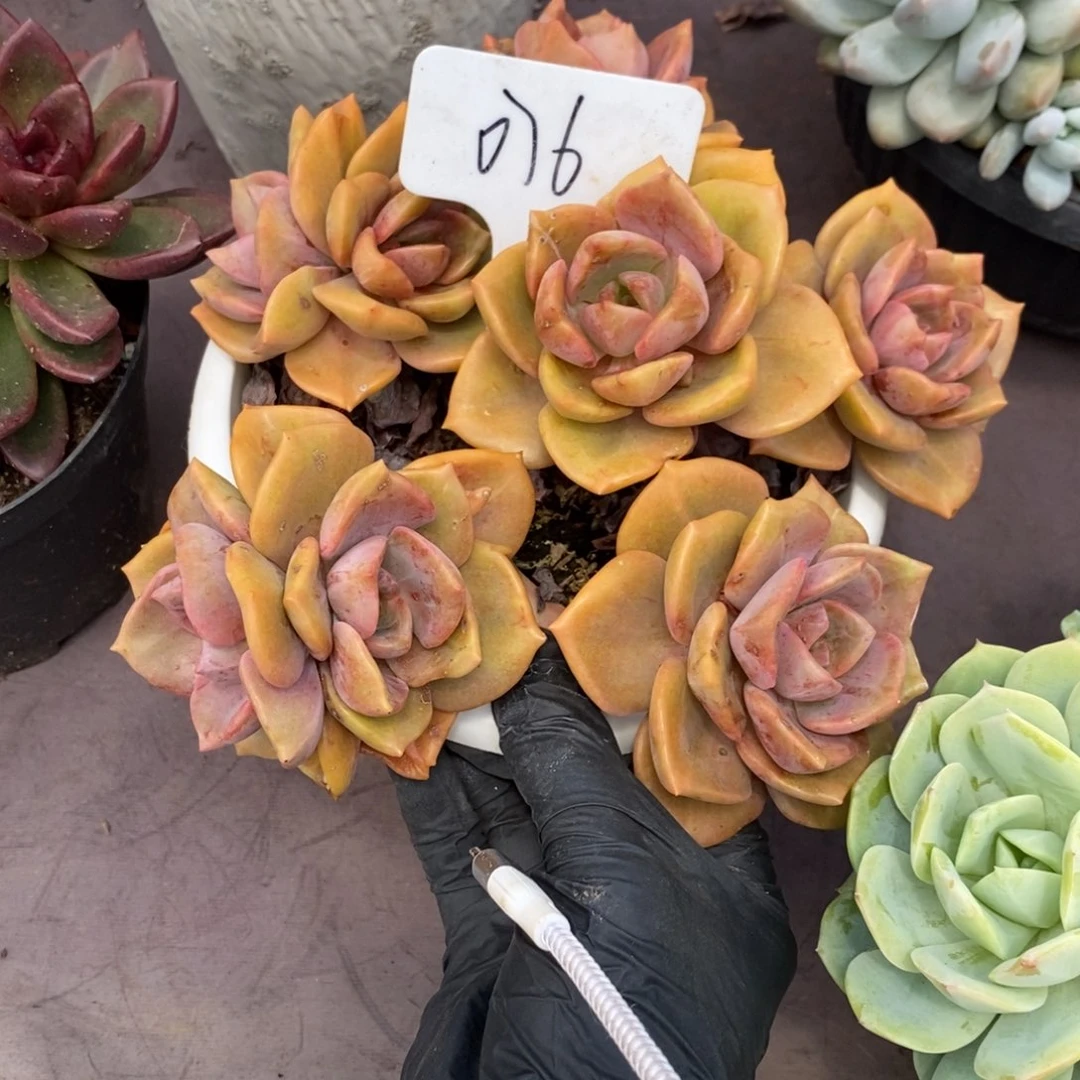 夏悦多肉0804-76琉璃盏