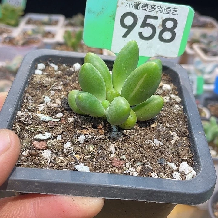 芒果奶锦958号的啊啊啊多肉啊啊啊