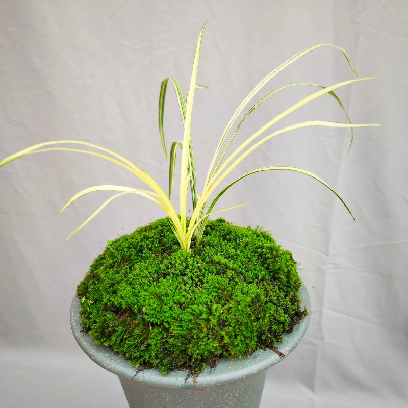 云南兰花瑞雪莲瓣兰叶花双艺多形艺自然苗室内办公桌花卉绿植盆栽