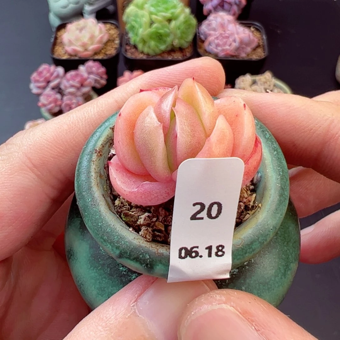 ?**?好好看20、哈哈哈哈