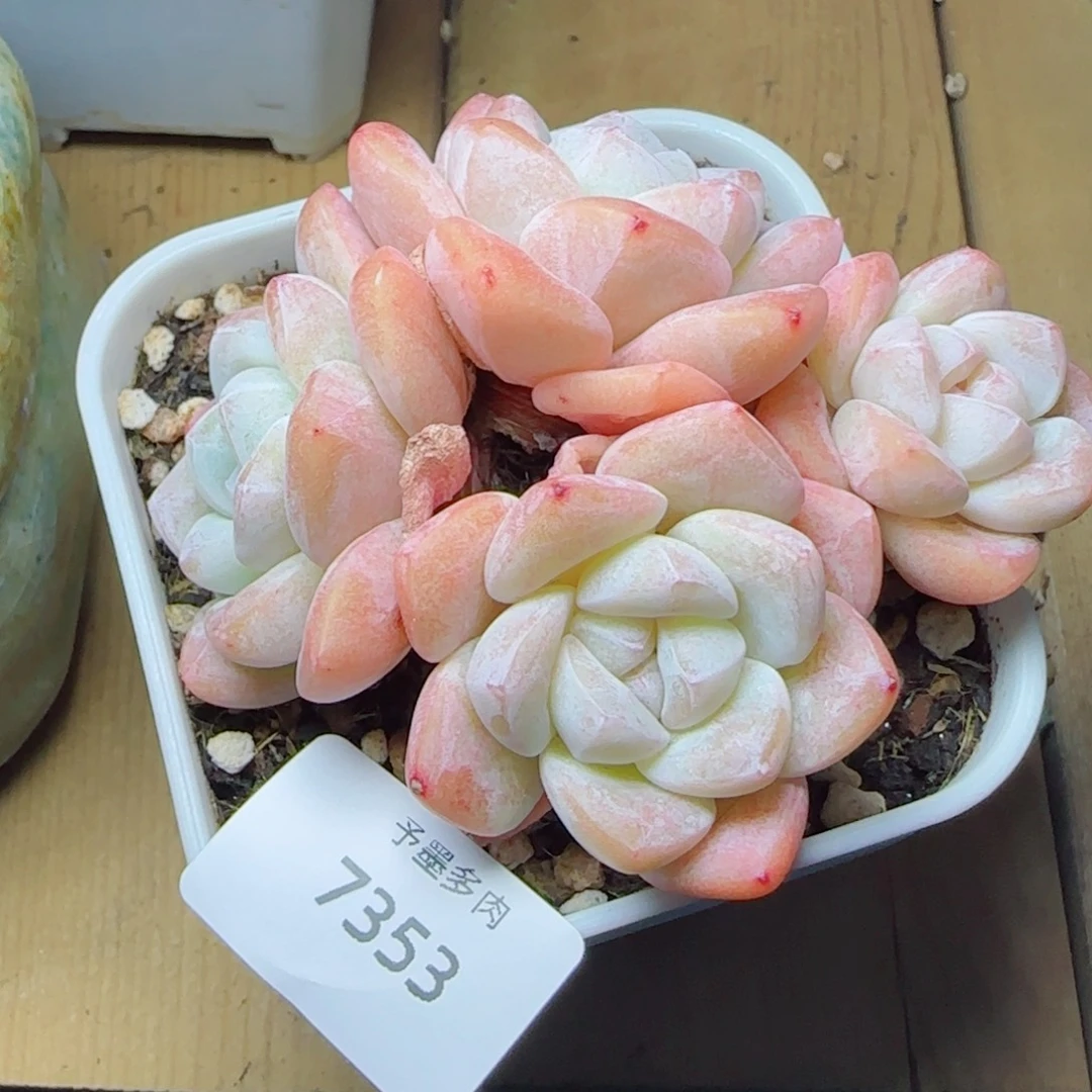 粗桩冰玉，7353多肉植物